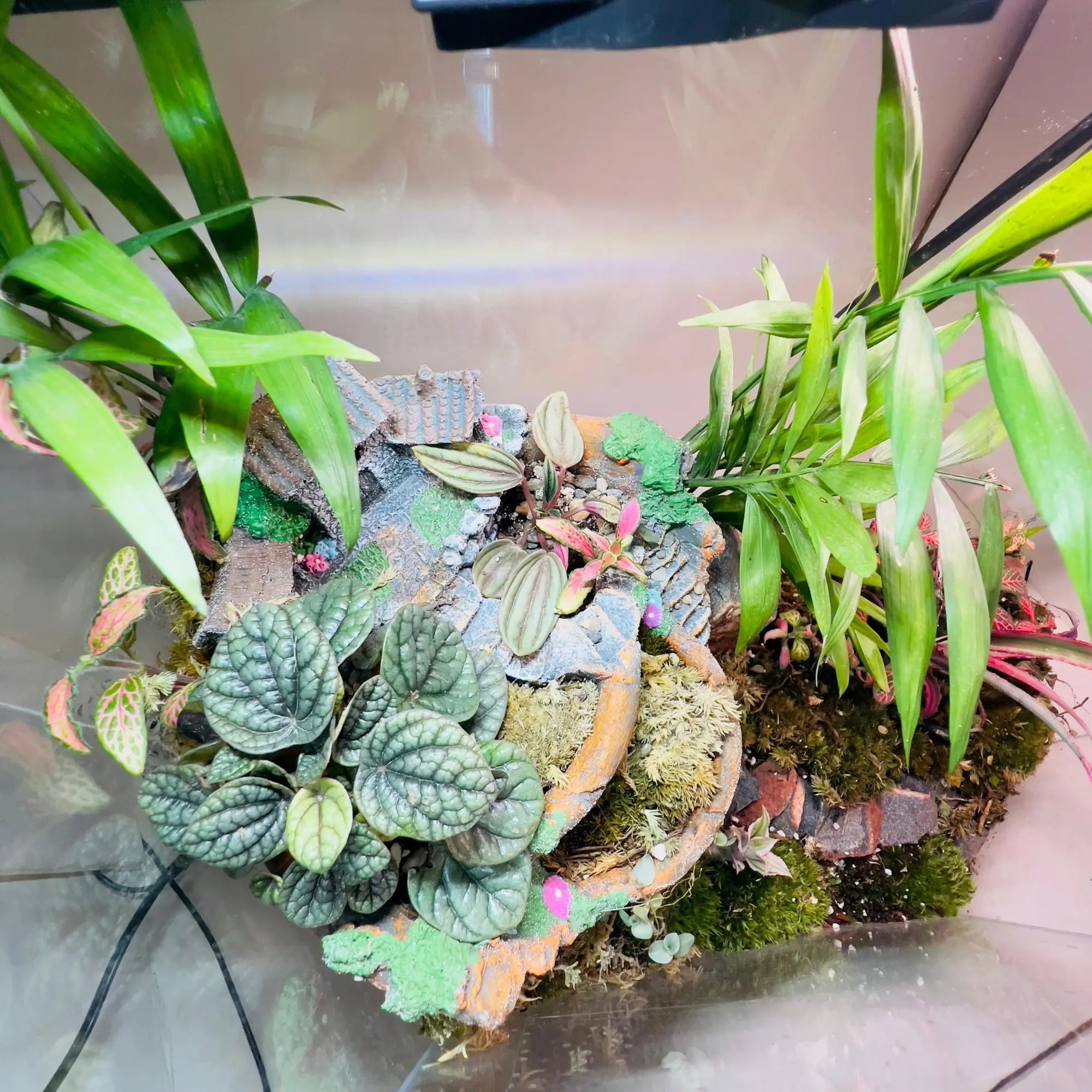 Earth Star and Peperomia Terrarium Shop in Dubai