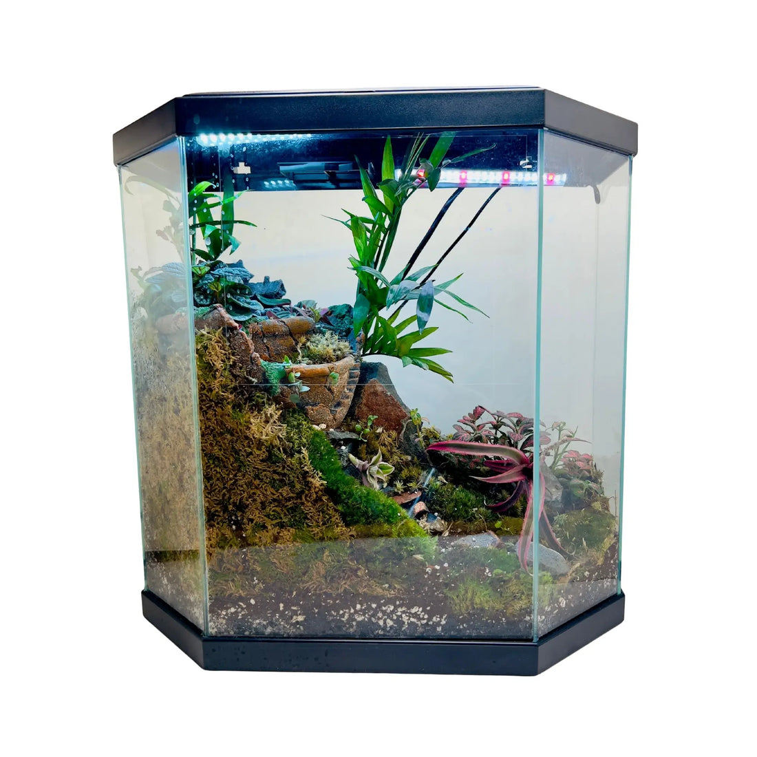 Earth Star and Peperomia Terrarium Shop in UAE