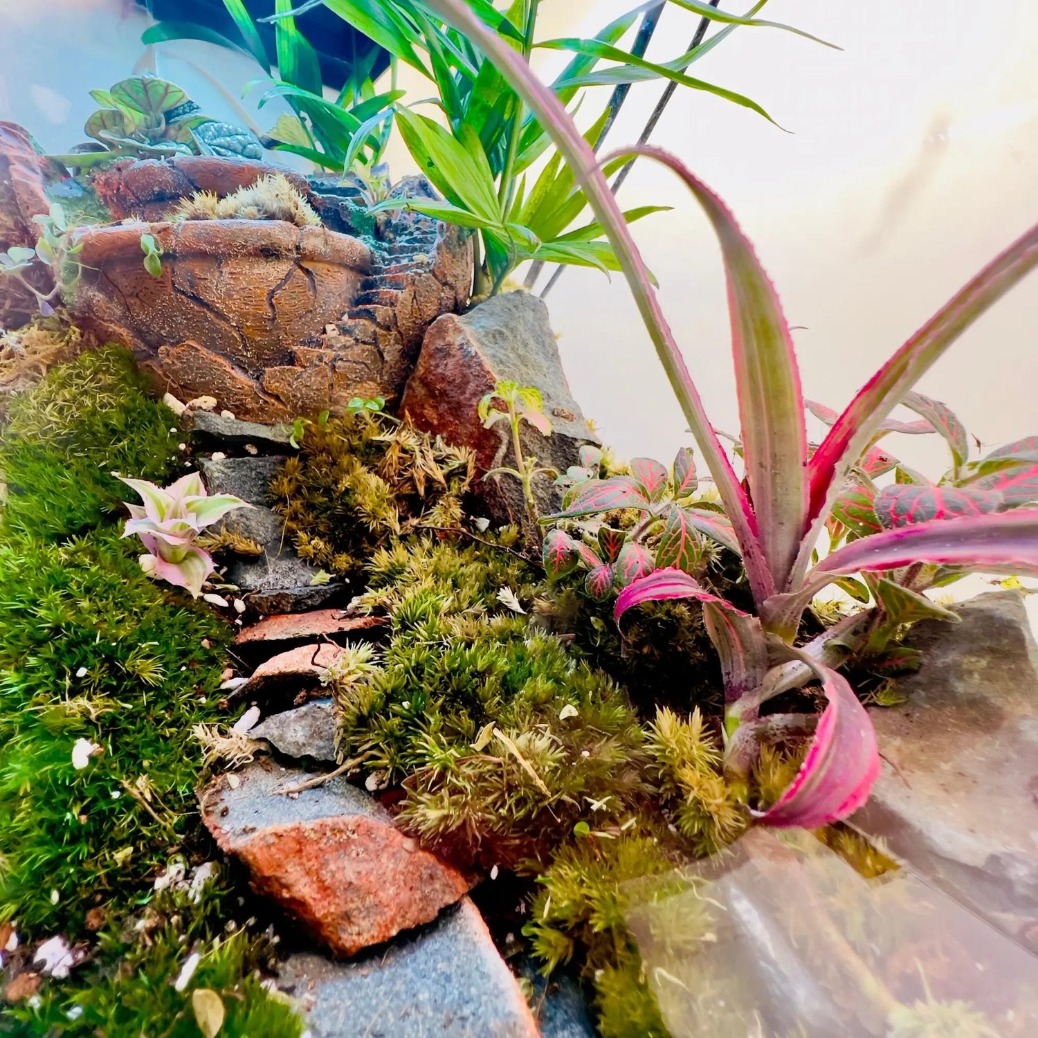Earth Star and Peperomia Terrarium for Corporate Gifting