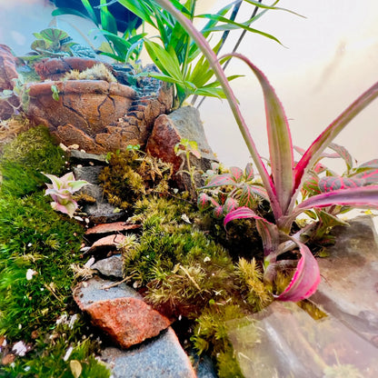 Earth Star and Peperomia Terrarium for Corporate Gifting