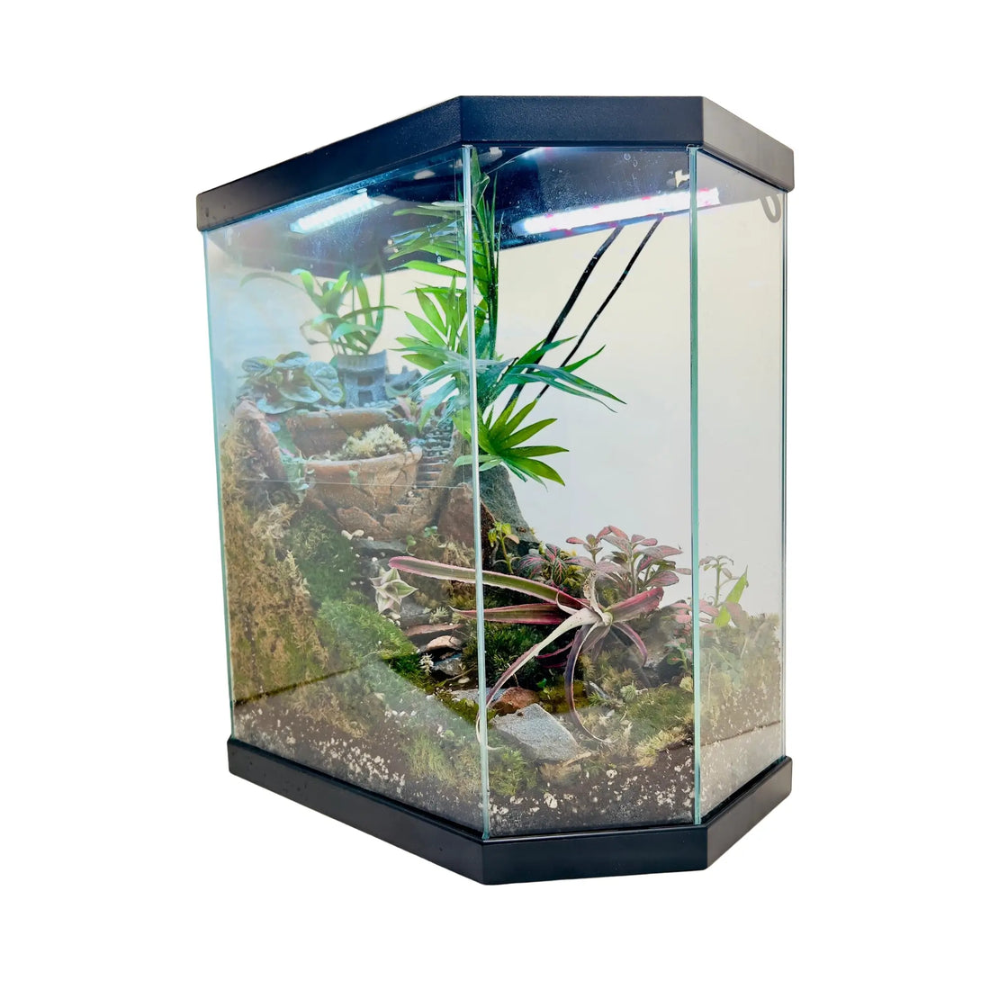 Earth Star and Peperomia Terrarium in UAE