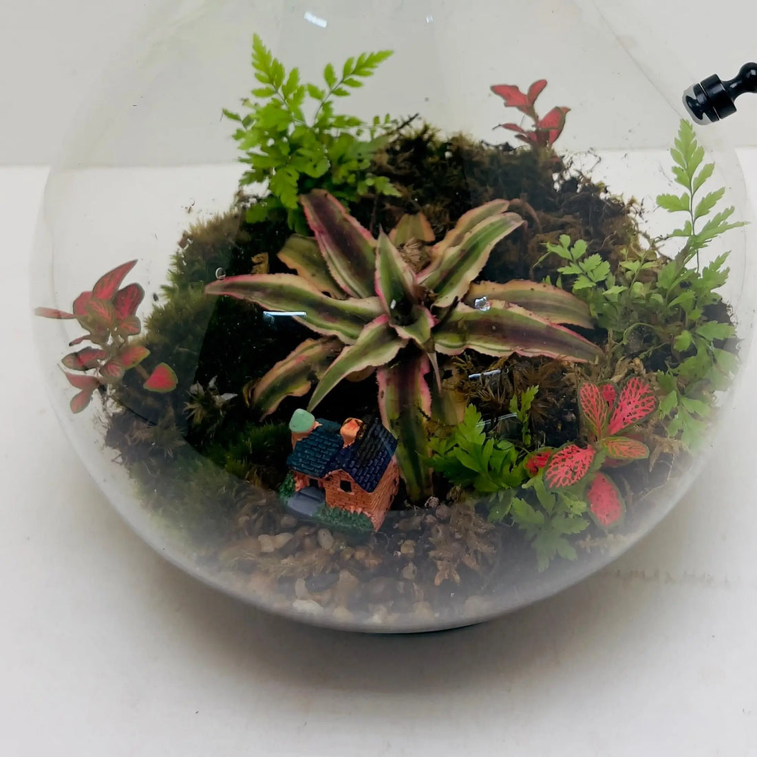Earth Stars Terrarium Shop in Dubai