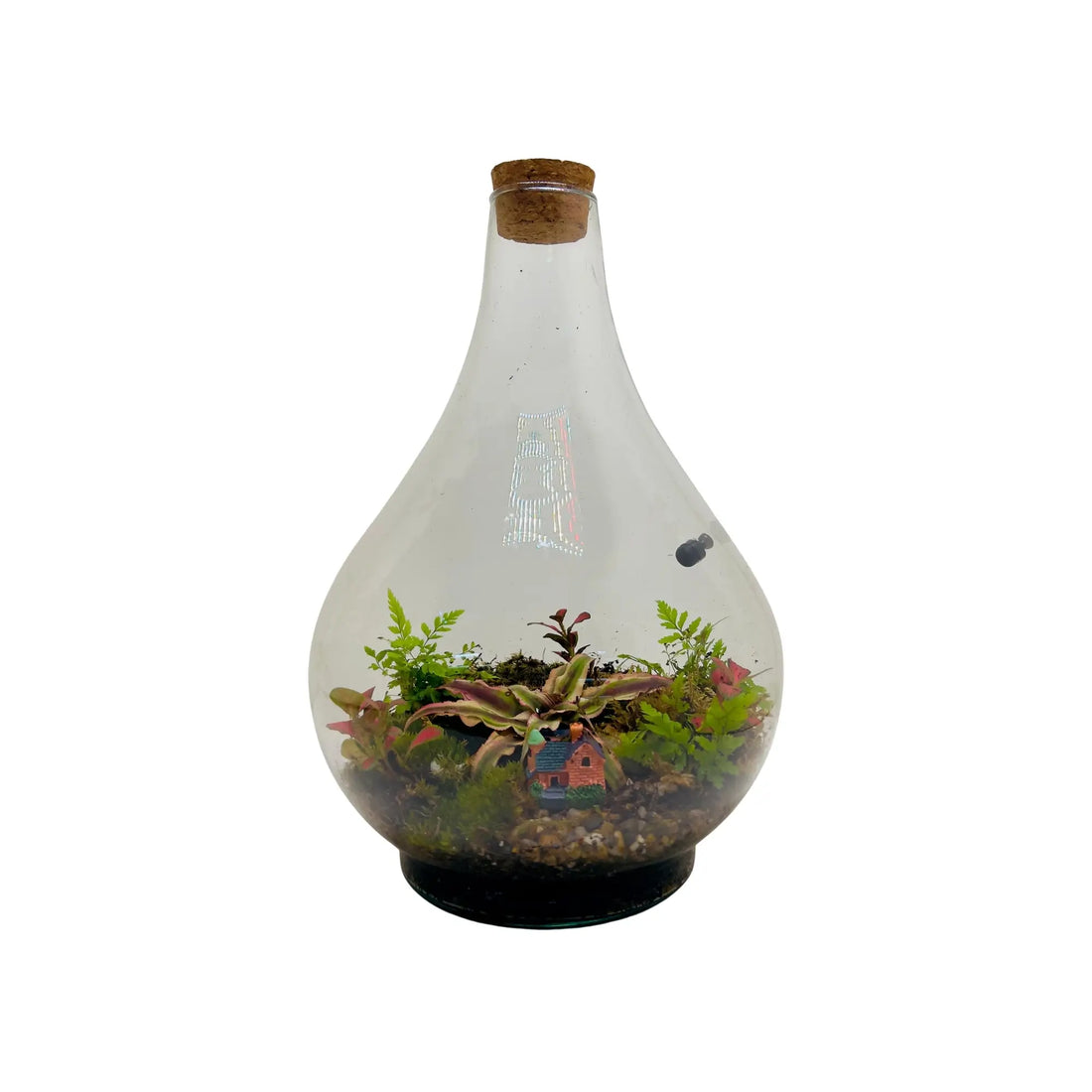 Earth stars Terrarium in UAE