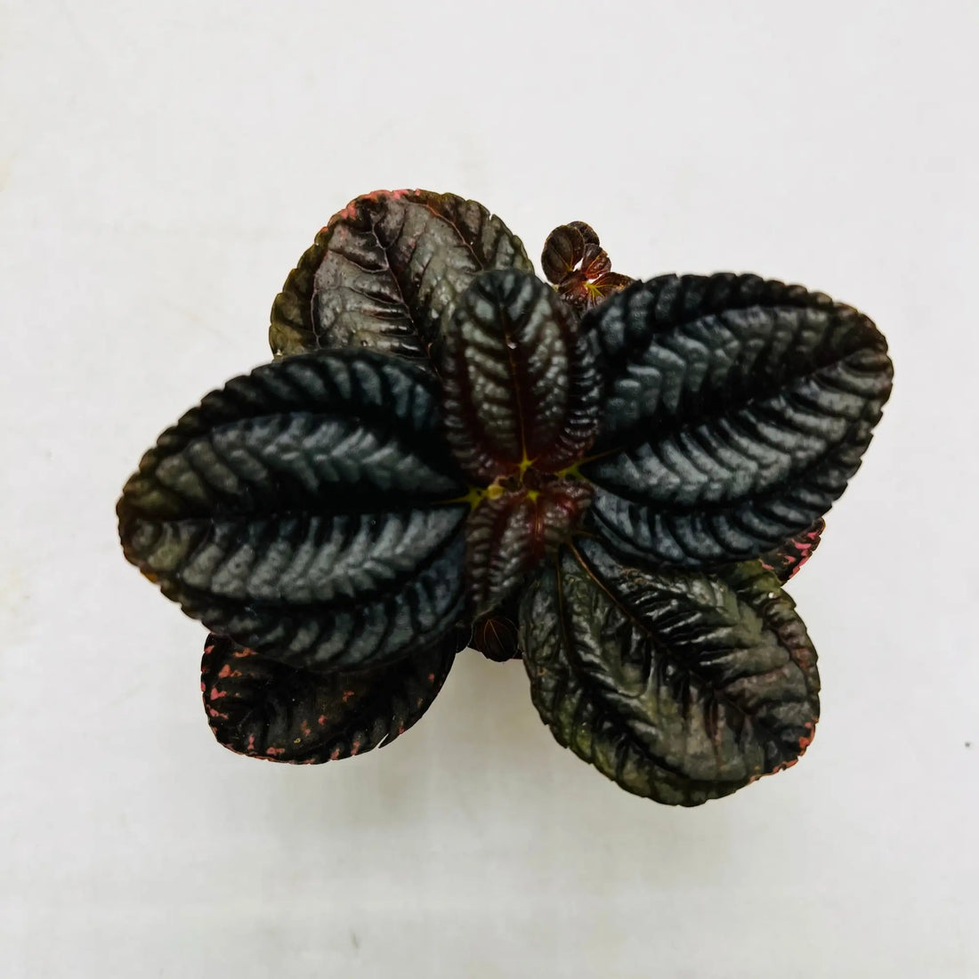 Emerald Ripple Peperomia Rare Exotic Indoor Plant