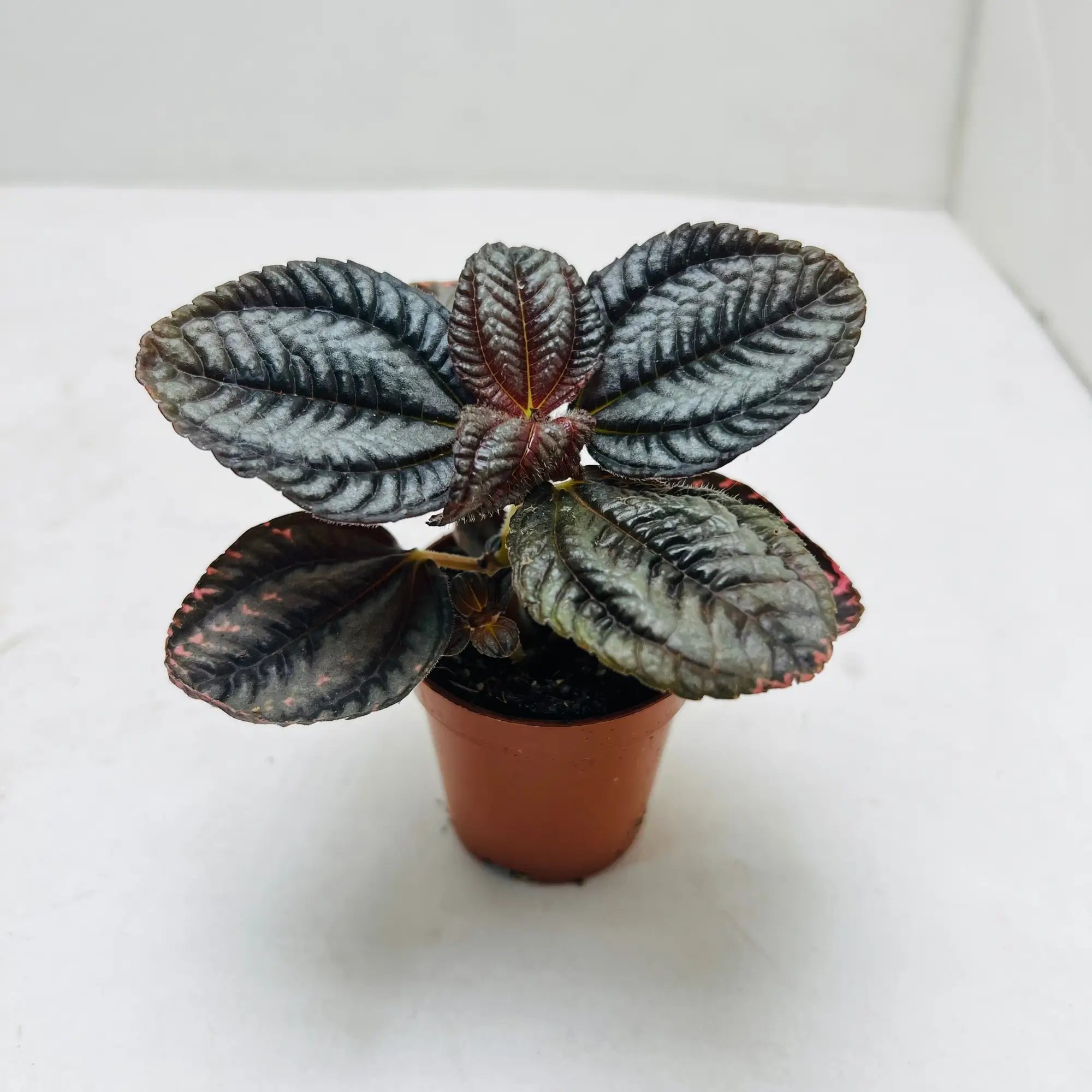 Emerald Ripple Peperomia Rare Exotic Indoor Plant