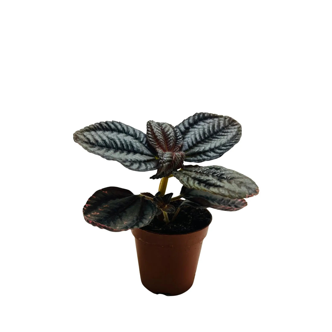 Emerald Ripple Peperomia Rare Exotic Indoor Plant