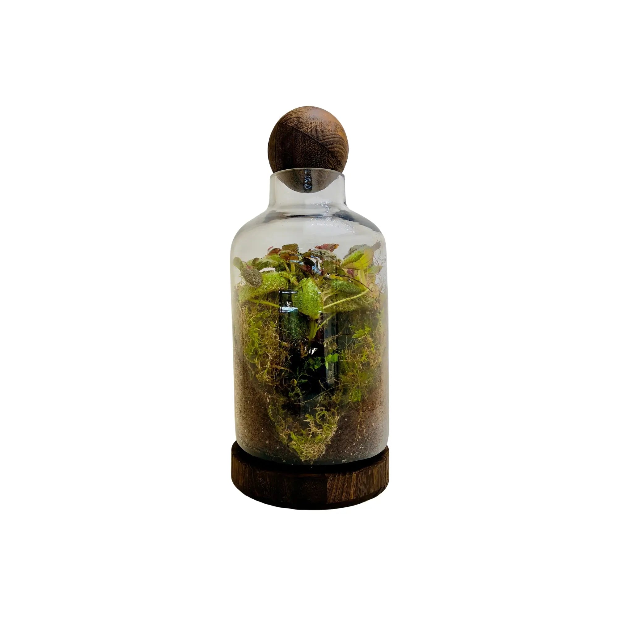 Episcia Cupreata Flame Violet Green Terrarium