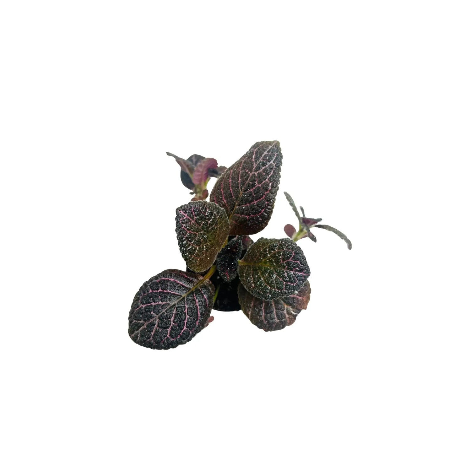 Episcia Cupreata Flame Violet Rare Exotic Mini Indoor Plant