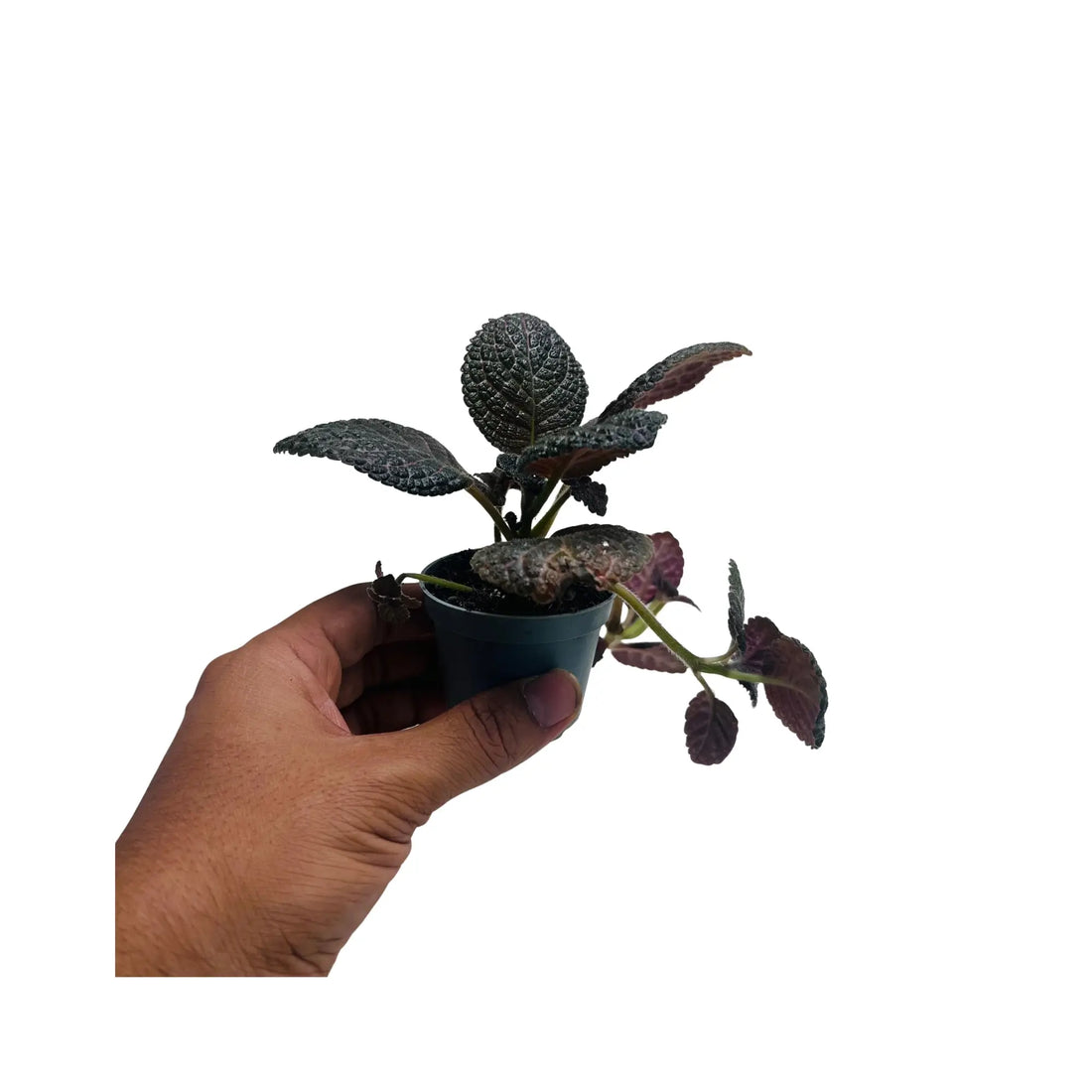 Episcia Cupreata Flame Violet Rare Exotic Mini Indoor Plant