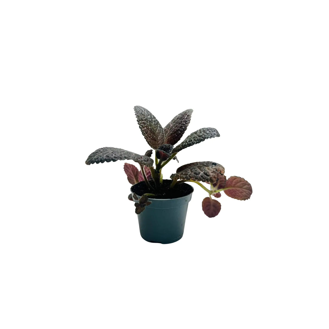 Episcia Cupreata Flame Violet Rare Exotic Mini Indoor Plant