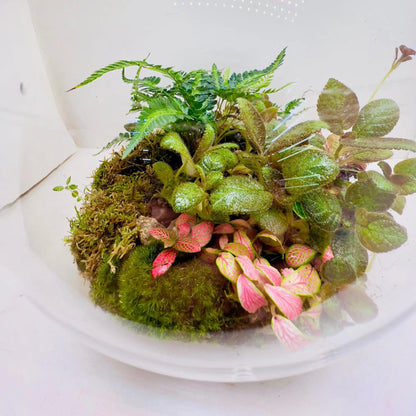 Episcia Cupreata Flame Violet Round Terrariums Gift Shop