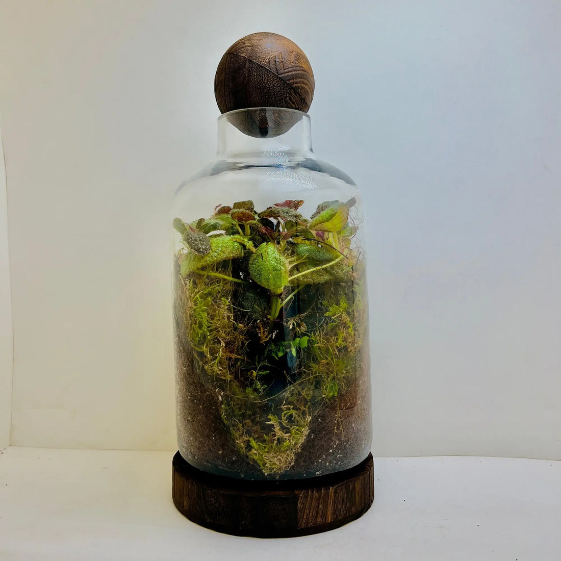 Episciacupreata Flame Violet Green Terrarium in UAE