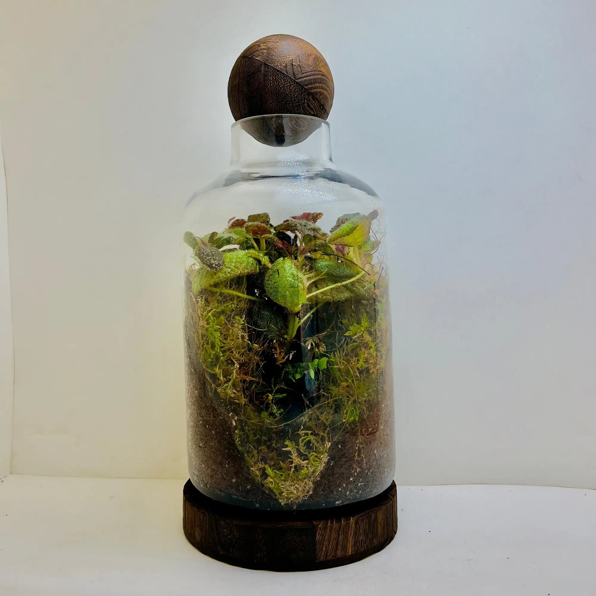 Episciacupreata Flame Violet Green Terrarium in UAE