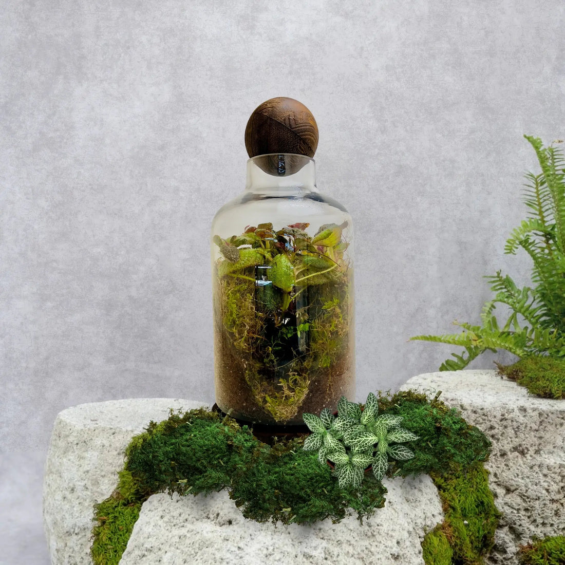Episciacupreata Flame Violet Green Terrarium