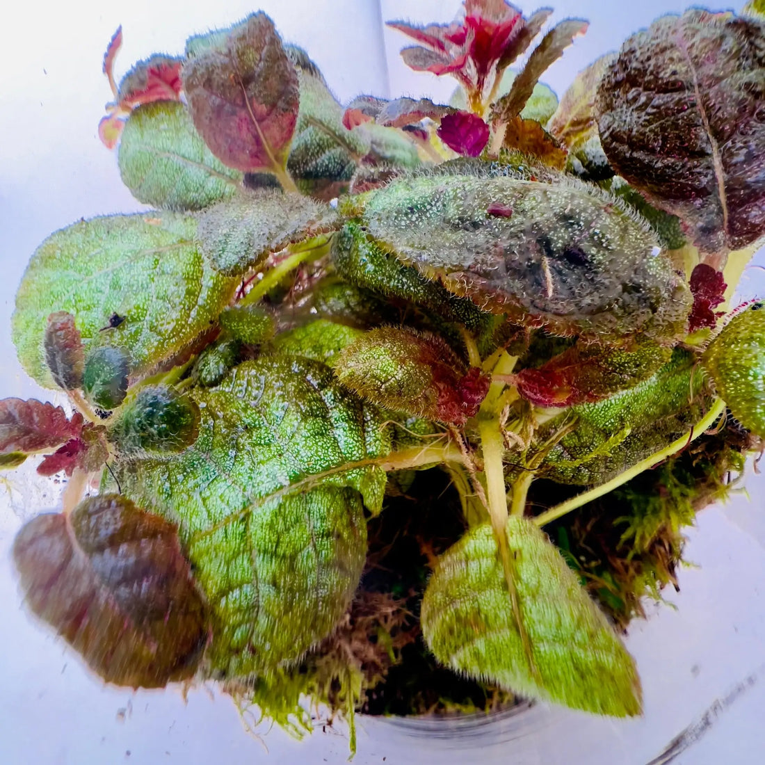 Episciacupreata Flame Violet Pink Terrarium for Home Decor