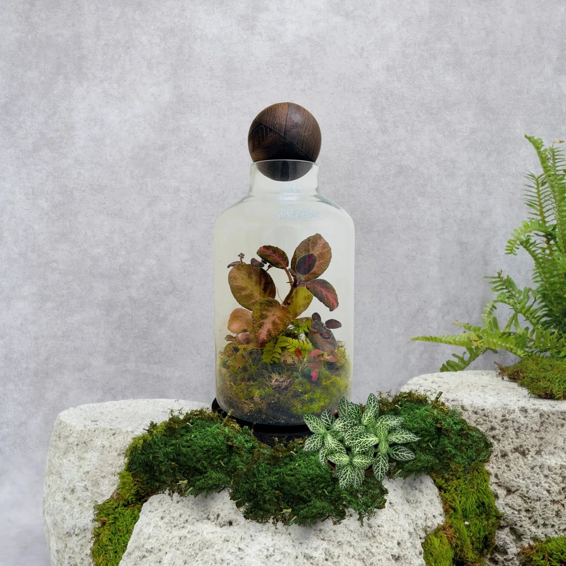 Episciacupreata Flame Violet Pink Terrarium in Dubai