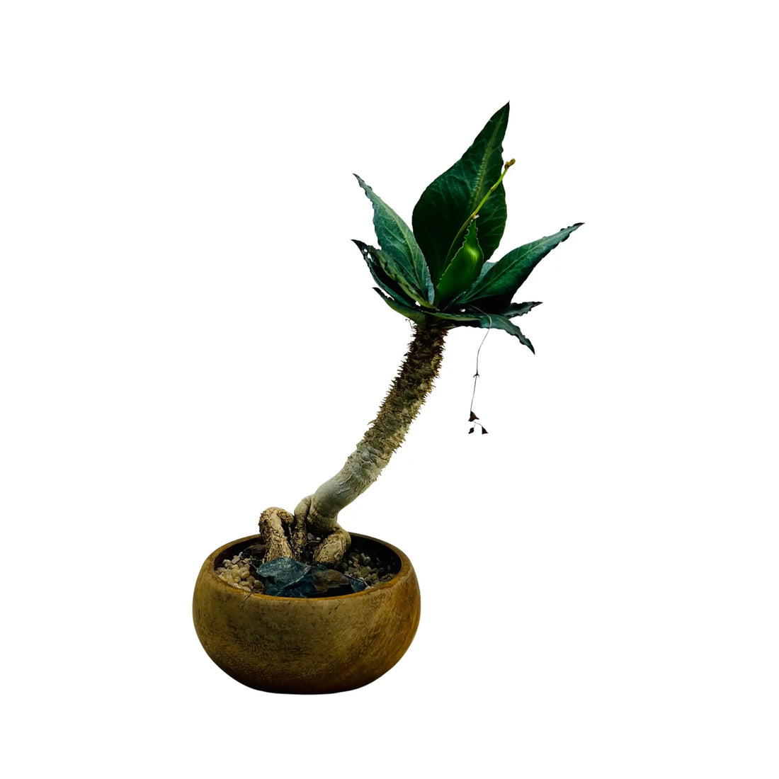 Euphorbia Francoisii Rare Exotic Indoor Plant