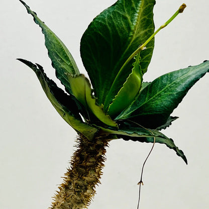 Euphorbia Francoisii Rare Exotic Indoor Plant