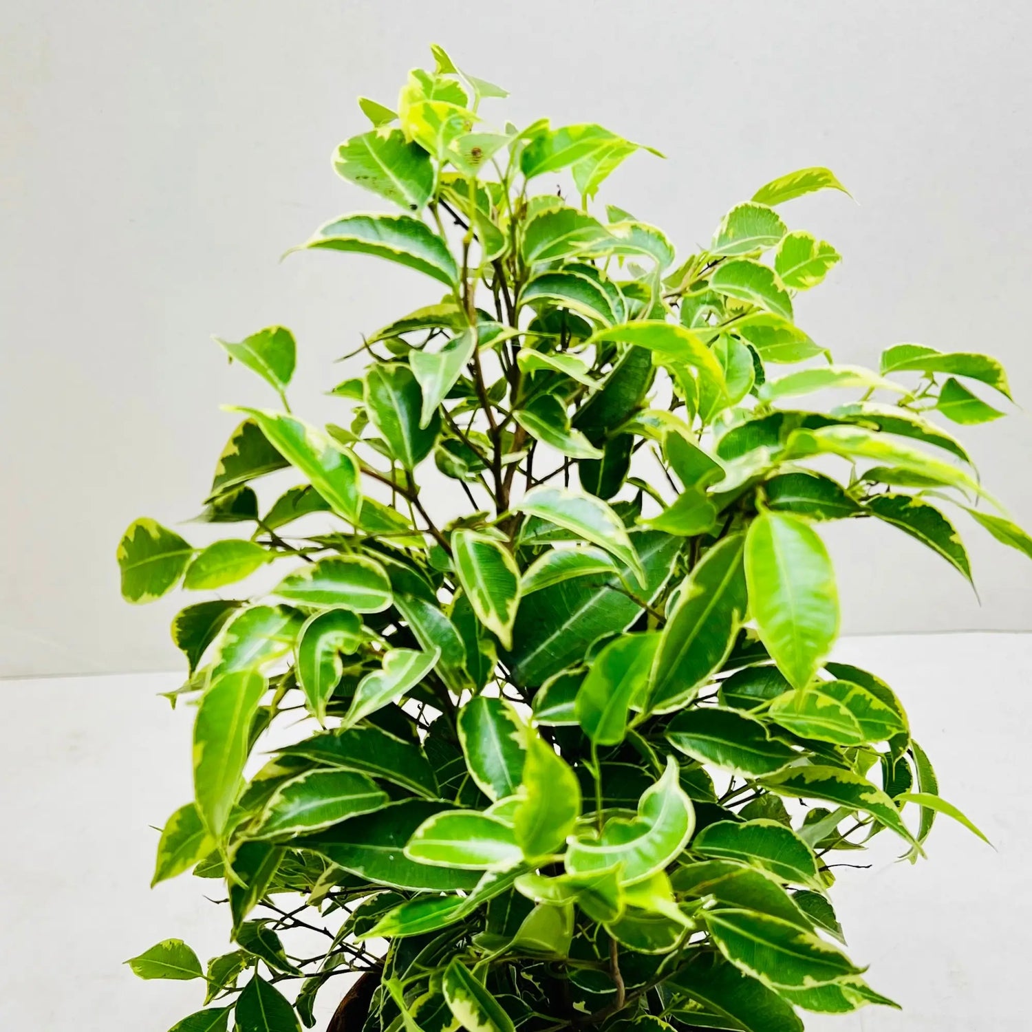 Ficus Benjamina | Weeping Fig Exotic Indoor Plant