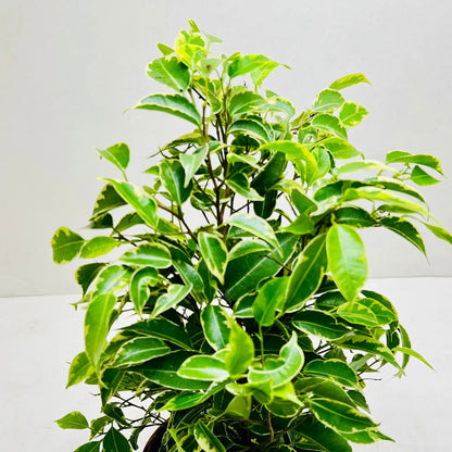 Ficus Benjamina | Weeping Fig Exotic Indoor Plant