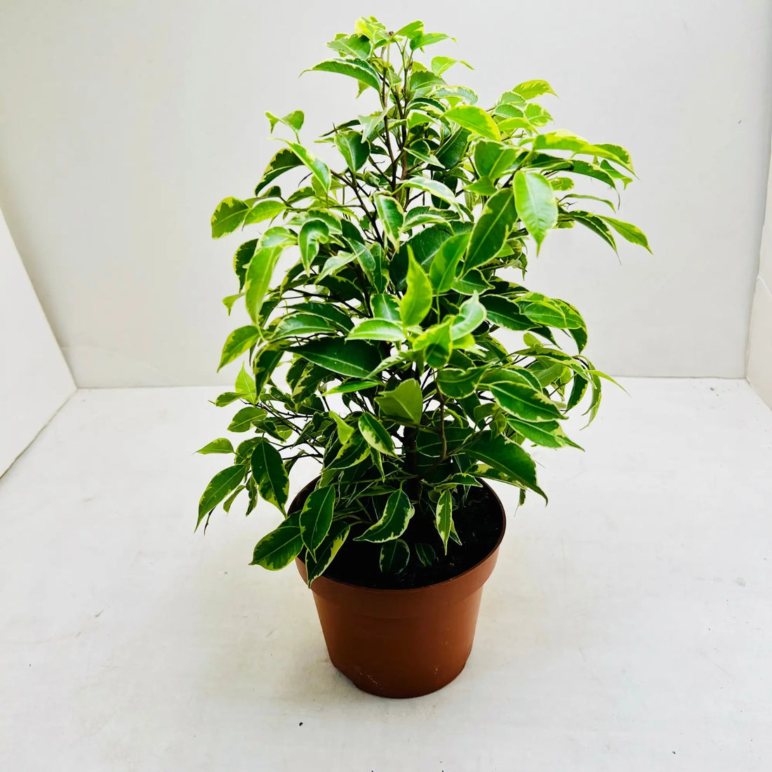 Ficus Benjamina | Weeping Fig Exotic Indoor Plant