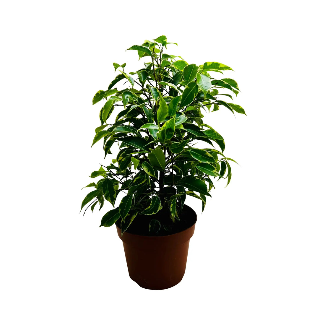 Ficus Benjamina | Weeping Fig Exotic Indoor Plant