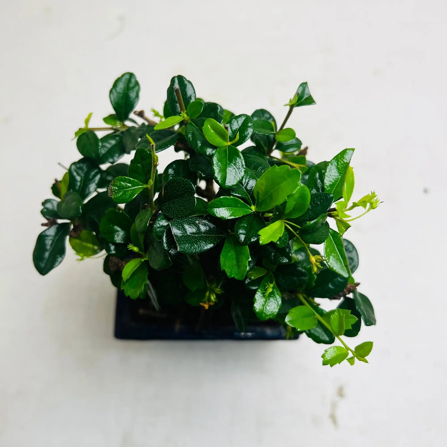 Ficus Bonsai Tree | Exquisite Living Plant &amp; Unique Gift