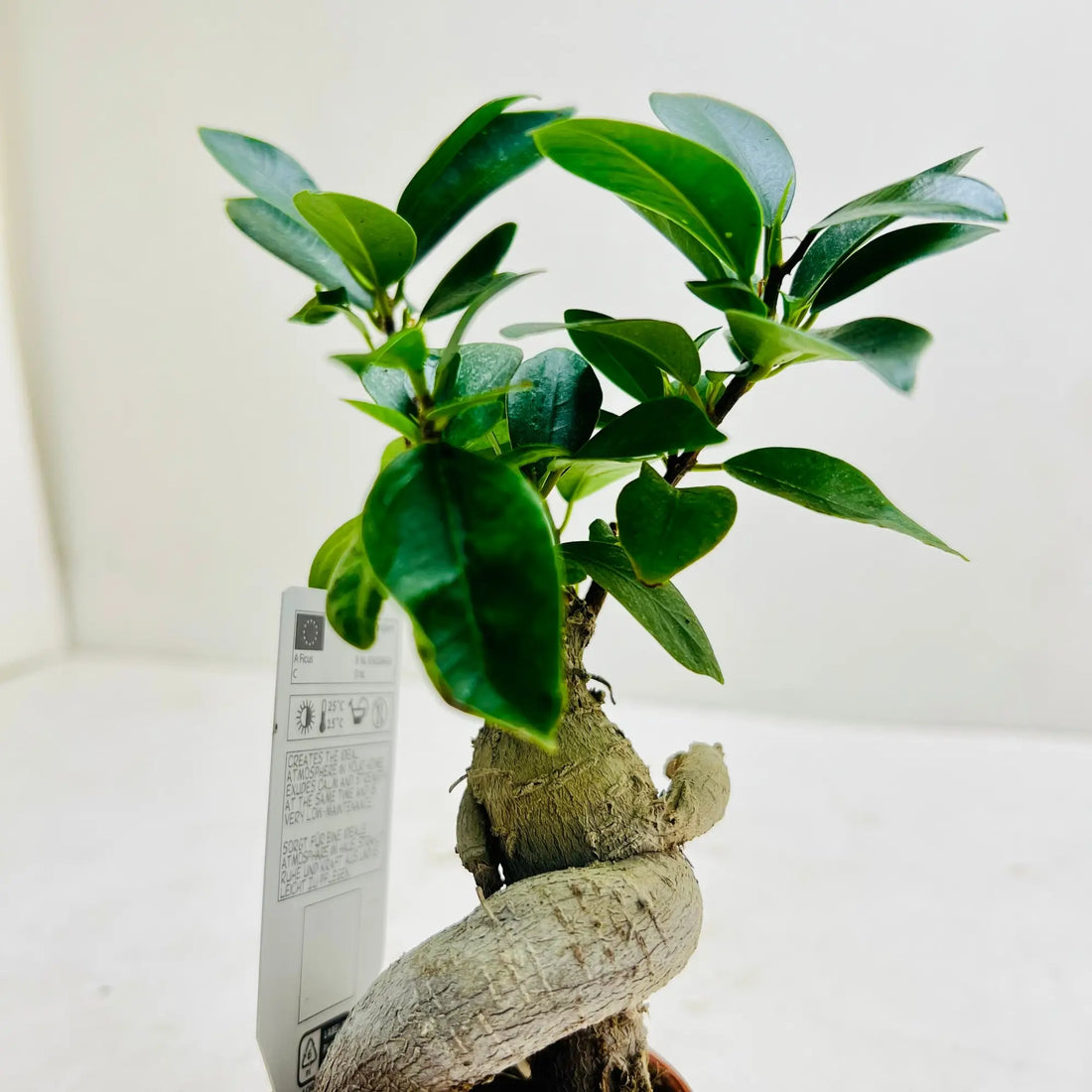 Ficus Bonsai Best Selling Indoor Plant Dubai