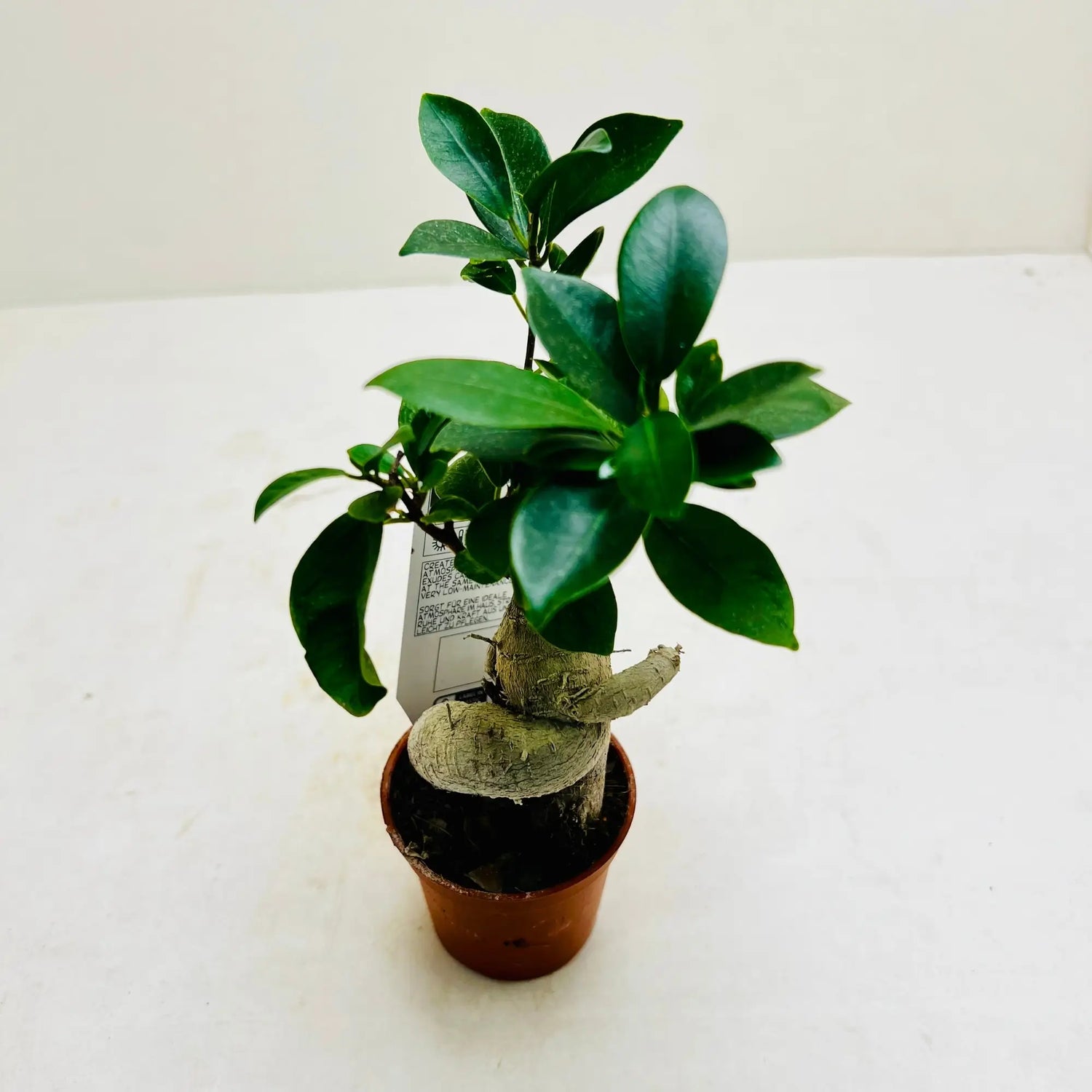 Ficus Bonsai Best Selling Indoor Plant Dubai