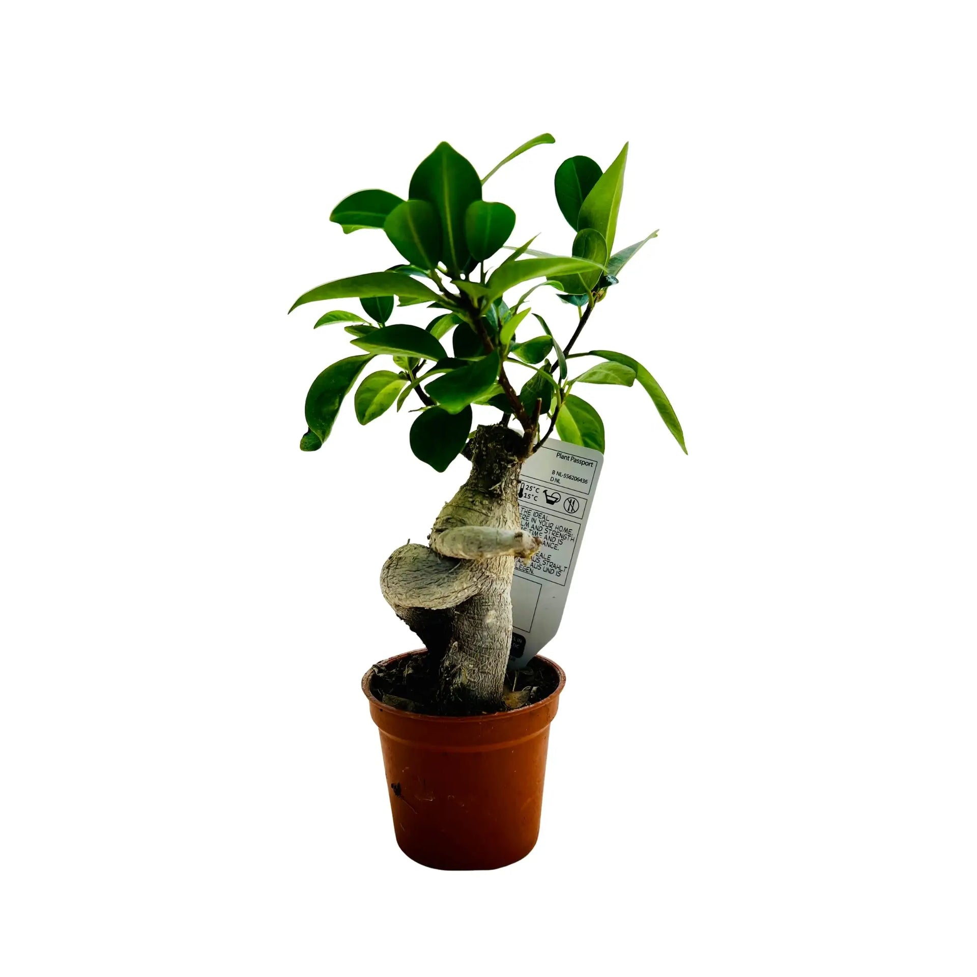 Big Ficus Bonsai Best Selling Indoor Plant Dubai – Wooden Art
