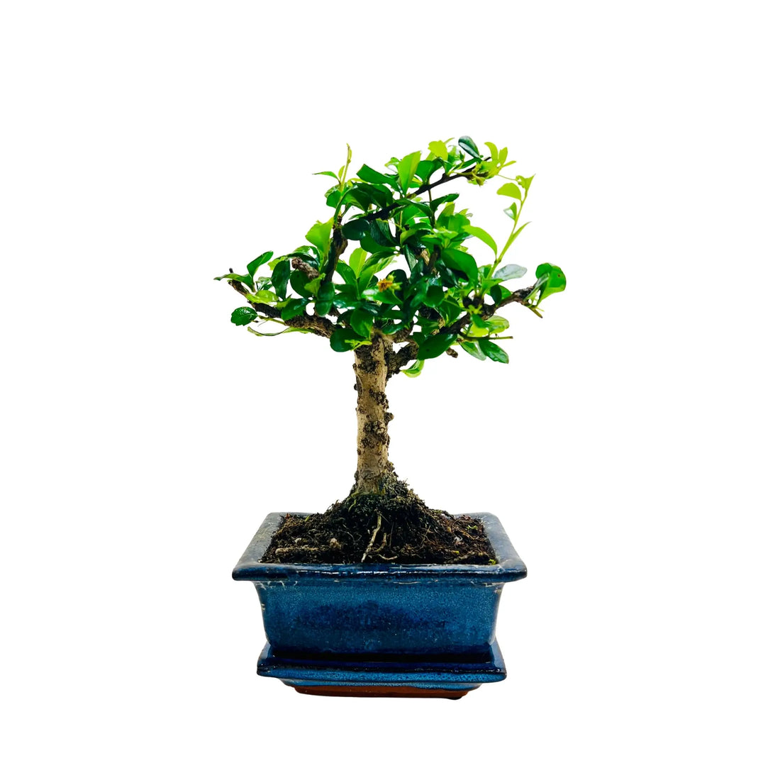 Ficus Bonsai Tree | Exquisite Living Plant &amp; Unique Gift