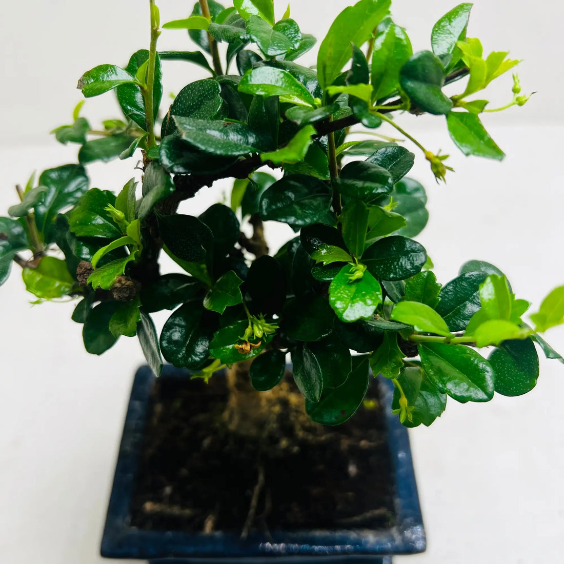 Ficus Bonsai Tree | Exquisite Living Plant &amp; Unique Gift