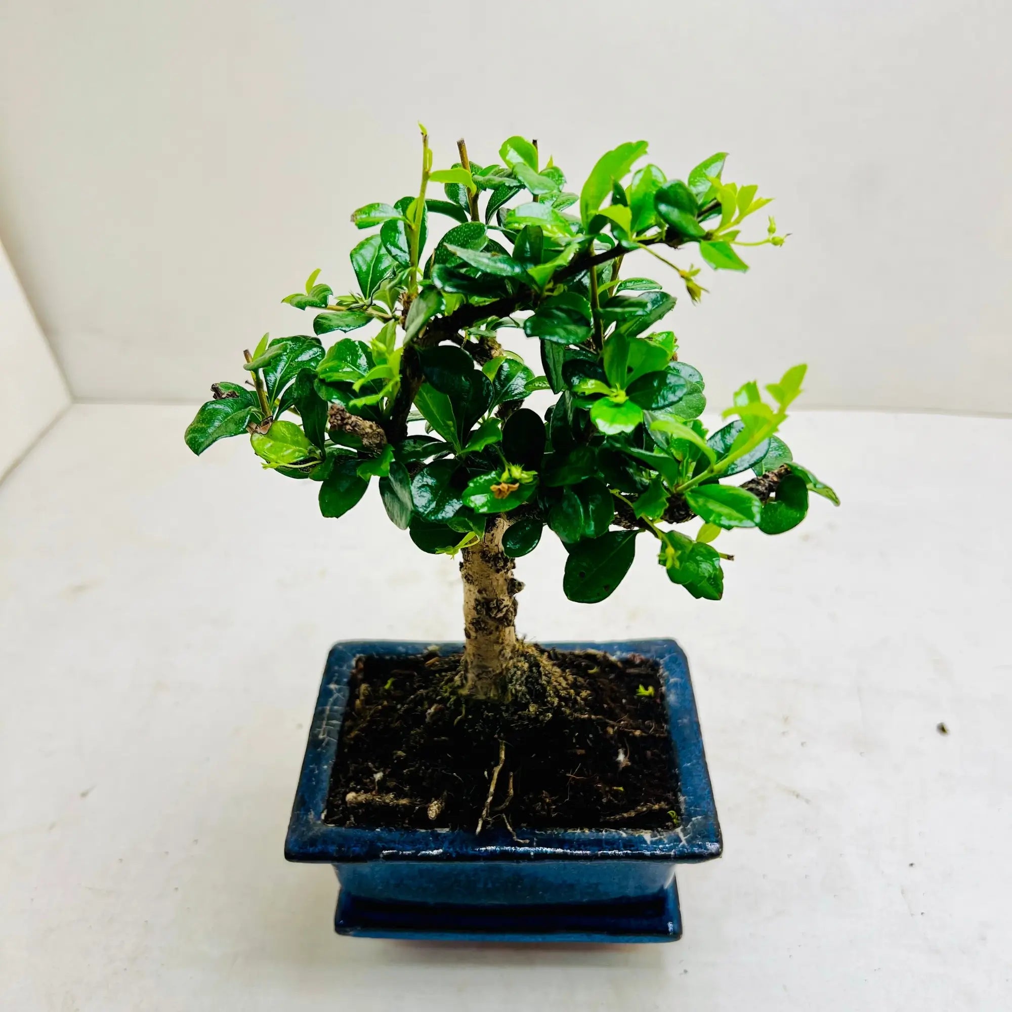 Ficus Bonsai Tree | Exquisite Living Plant &amp; Unique Gift