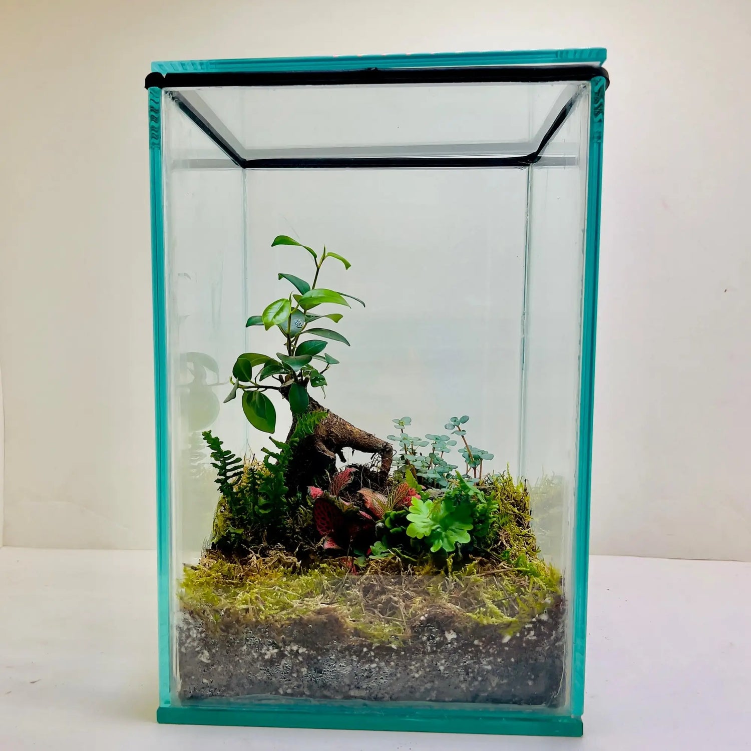 Ficus Bonsai Terrarium For Corporate Giftings in Dubai