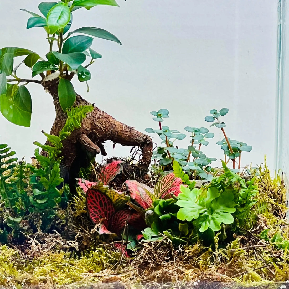 Ficus Bonsai Terrarium Store for Nature Inspired Gifts in Dubai