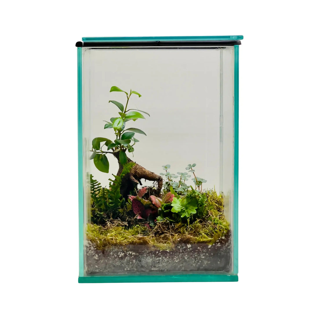 Ficus Bonsai Terrarium in Dubai