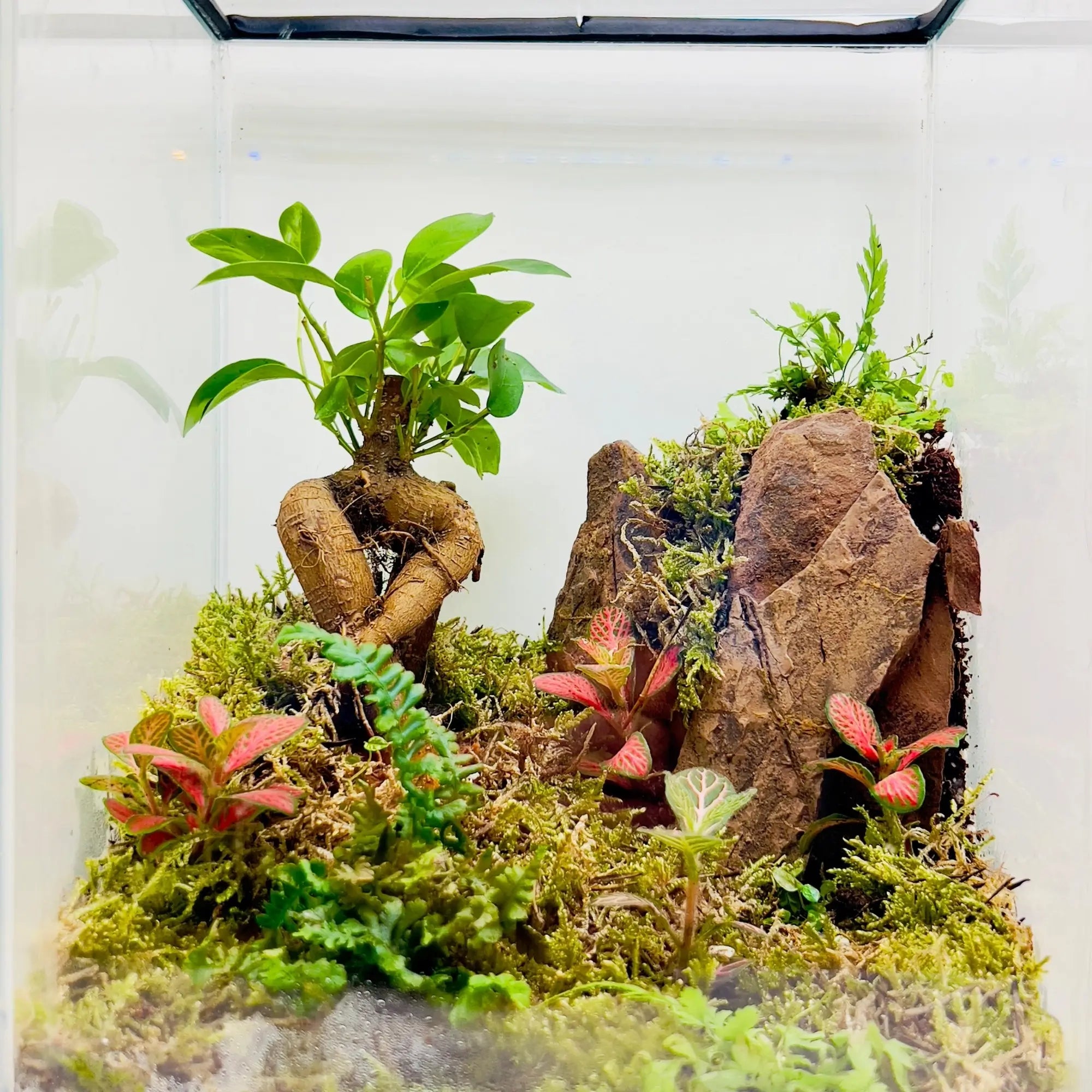 Ficus Bonsai With Rocks Terrarium Creative Gifts for Fathers