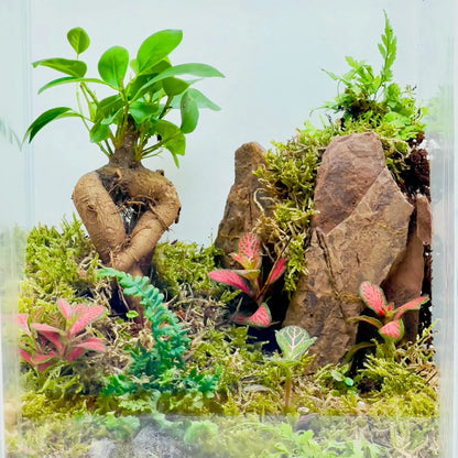 Ficus Bonsai With Rocks Terrarium For Office Giftings in Dubai