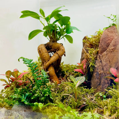 Ficus Bonsai With Rocks Terrarium Store for Nature Inspired Gifts in UAE