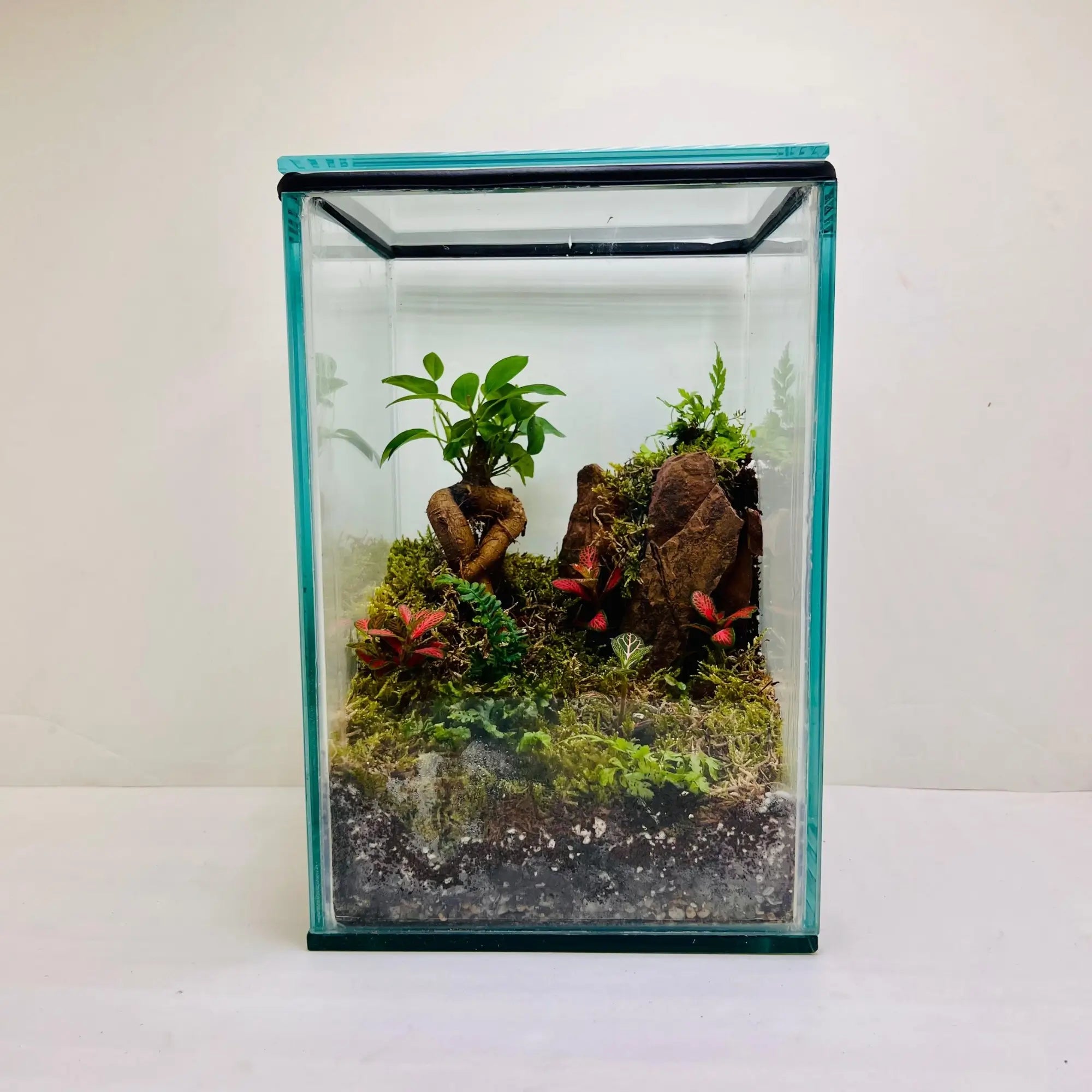 Ficus Bonsai With Rocks Terrarium for Gifts in UAE