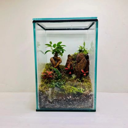 Ficus Bonsai With Rocks Terrarium for Gifts in UAE