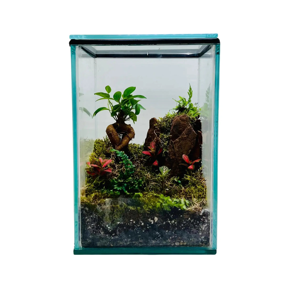 Ficus Bonsai With Rocks Terrarium in Dubai