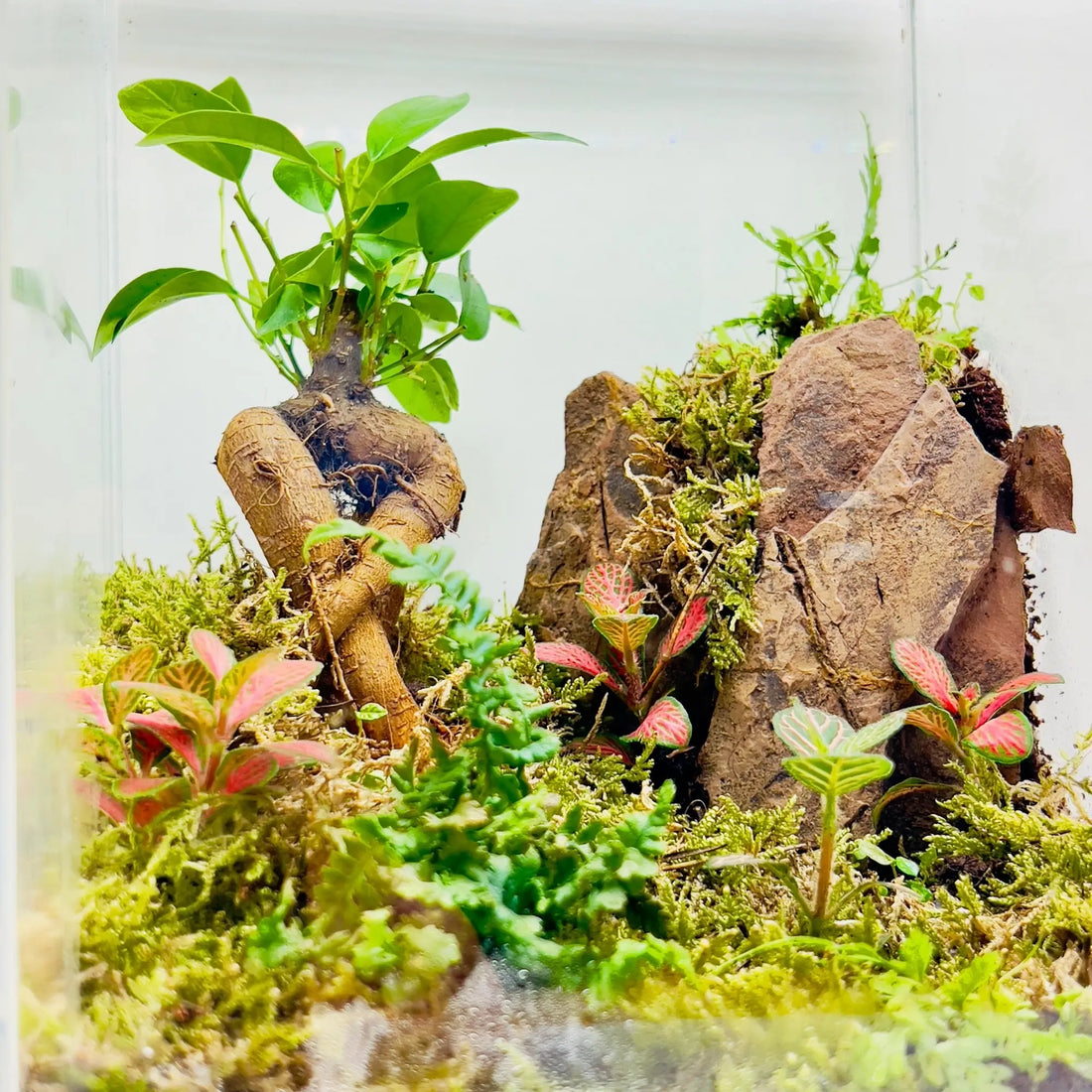 Ficus Bonsai With Rocks Terrarium in UAE