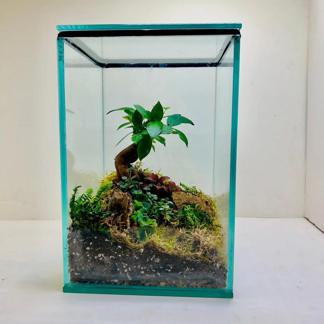 Ficus Bonsai and Pamila Ficus Terrarium for Gifts in UAE