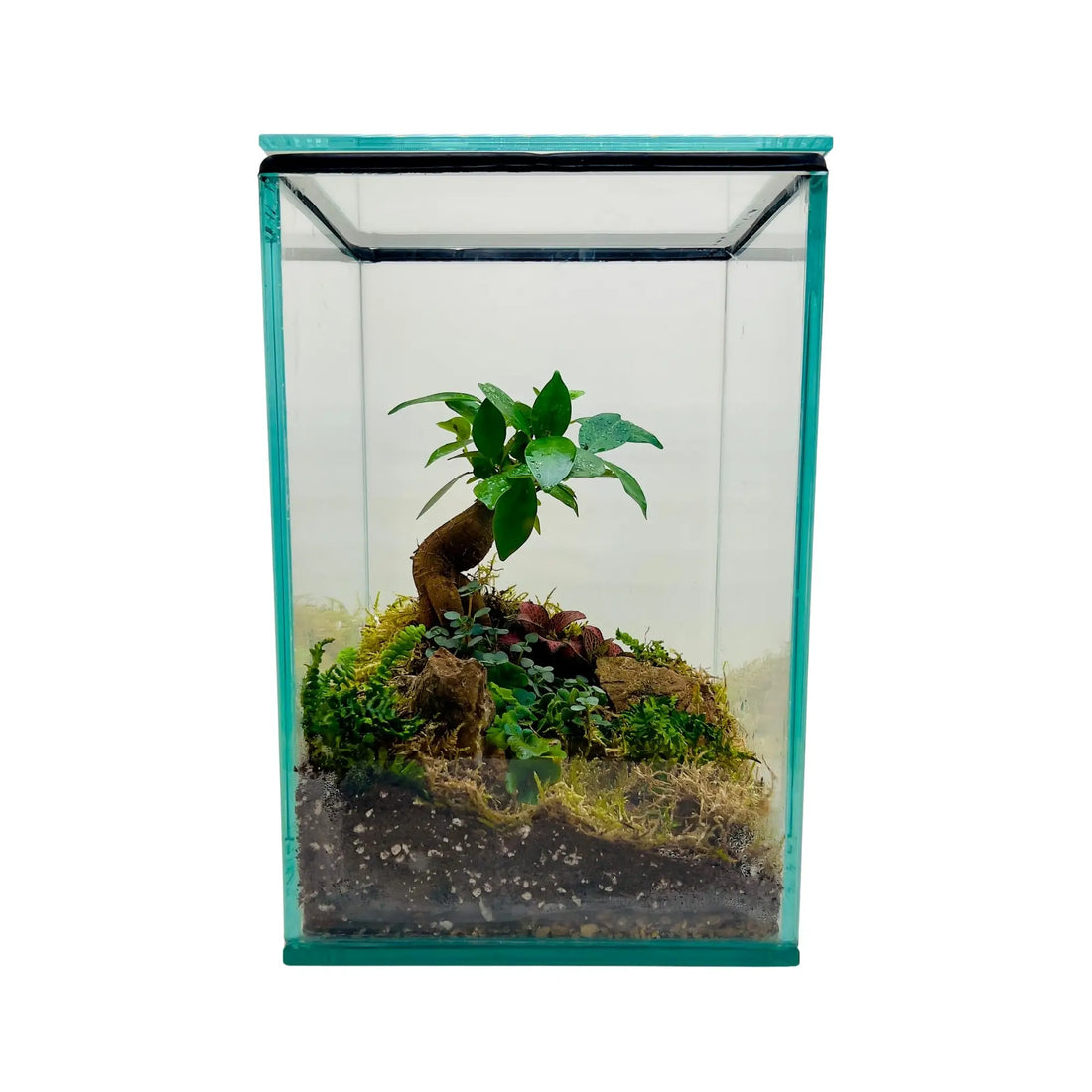 Ficus Bonsai and Pamila Ficus Terrarium in Dubai