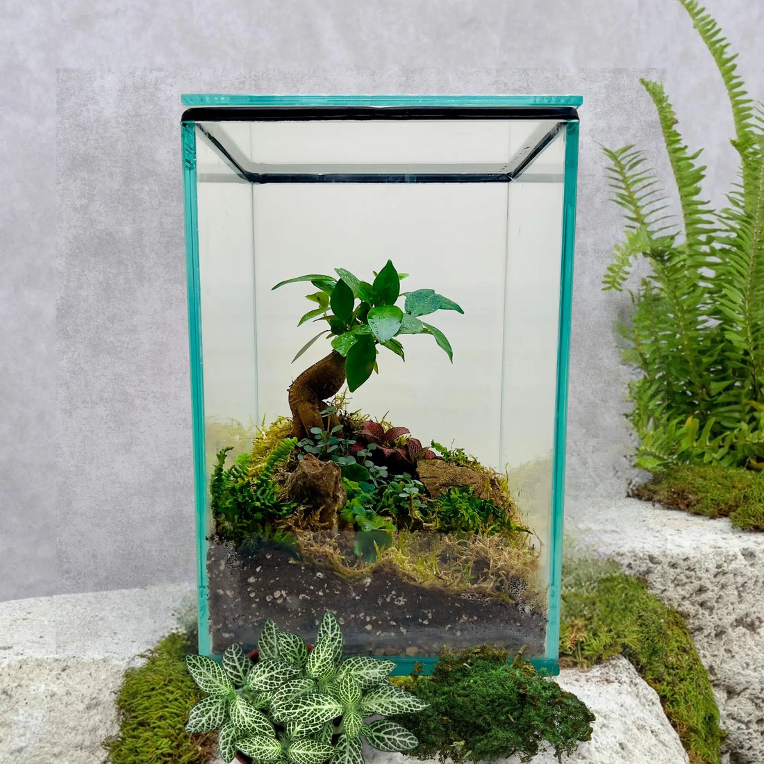 Ficus Bonsai and Pamila Ficus Terrarium