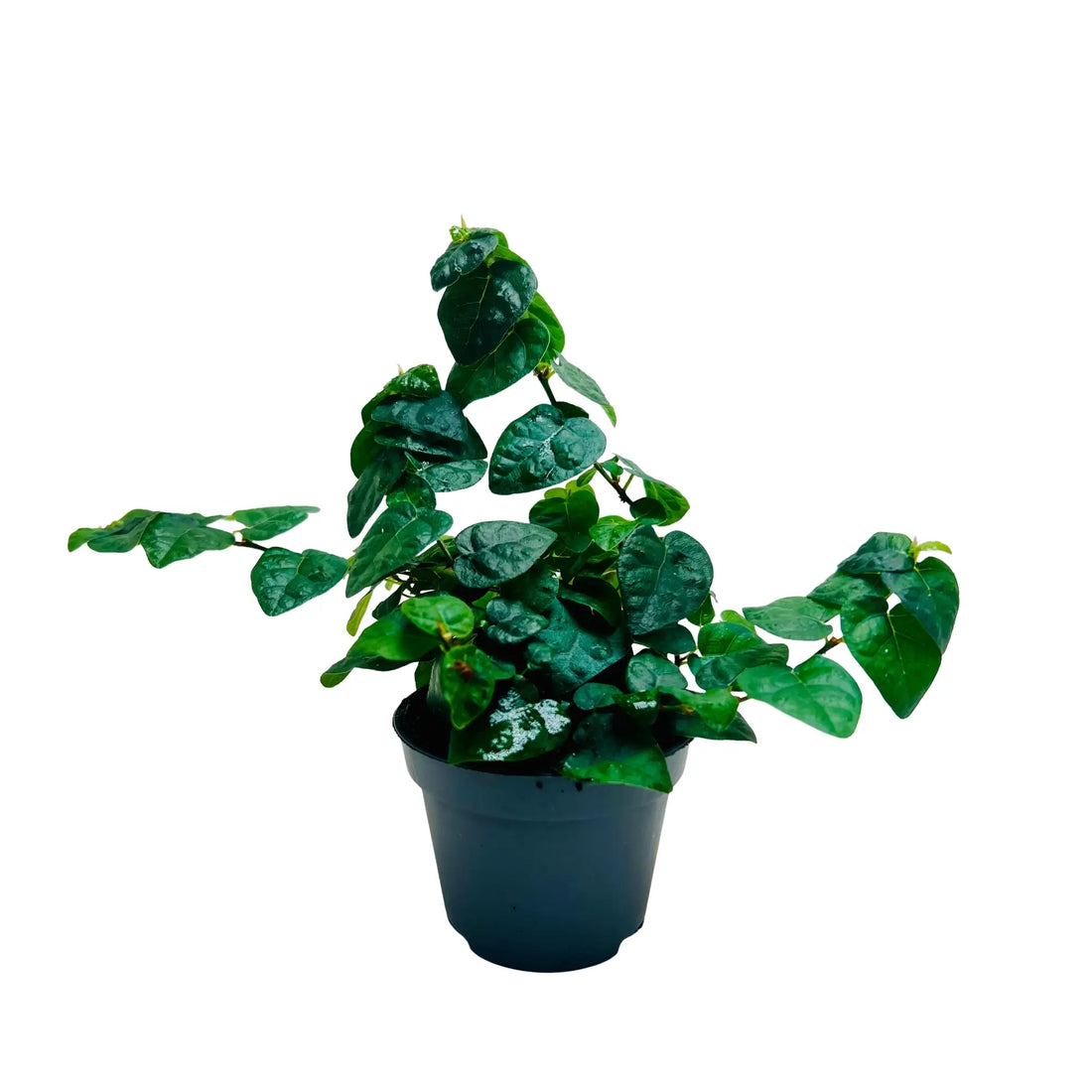 Ficus Pumila | Creeping Fig Exotic Indoor Plant