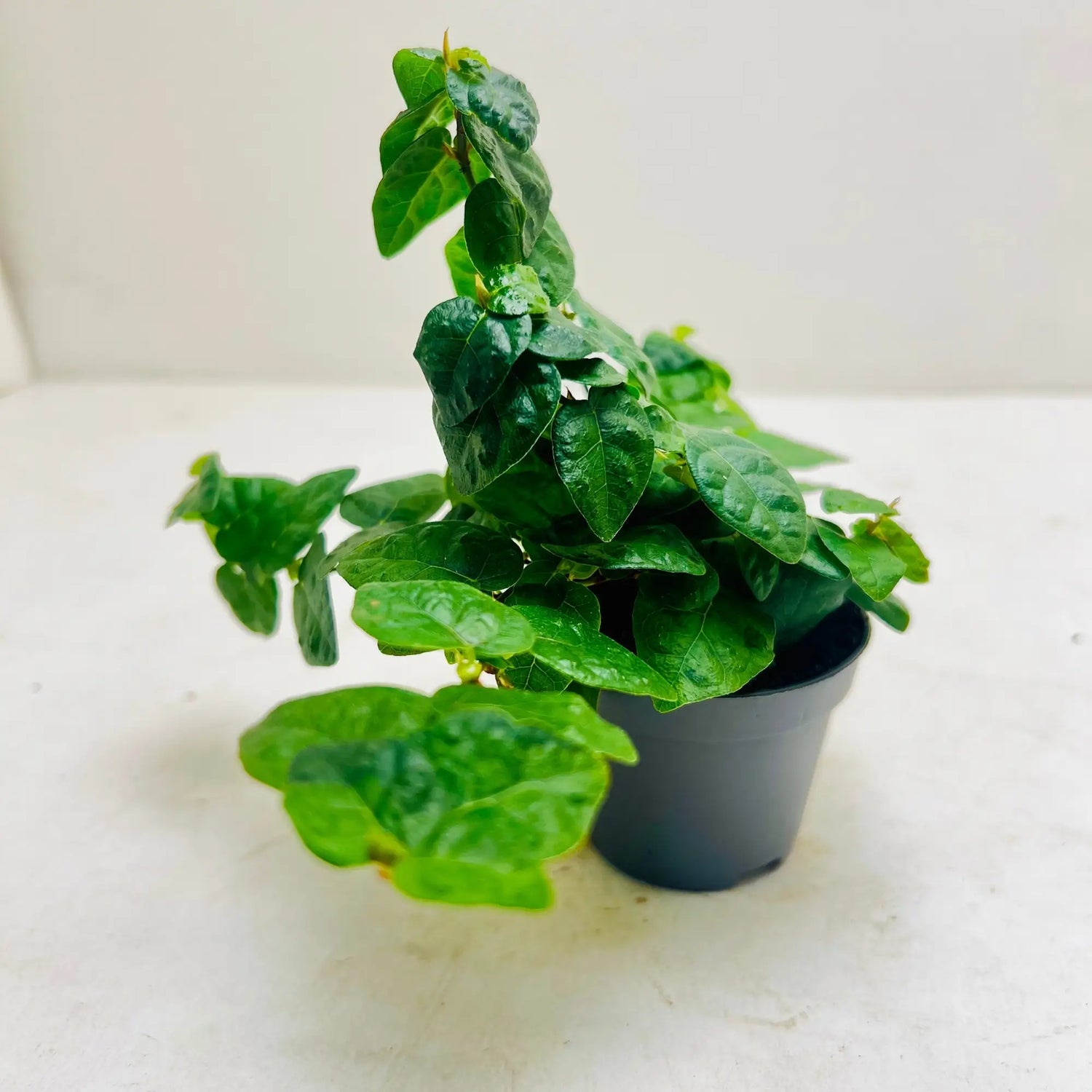 Ficus Pumila | Creeping Fig Exotic Indoor Plant