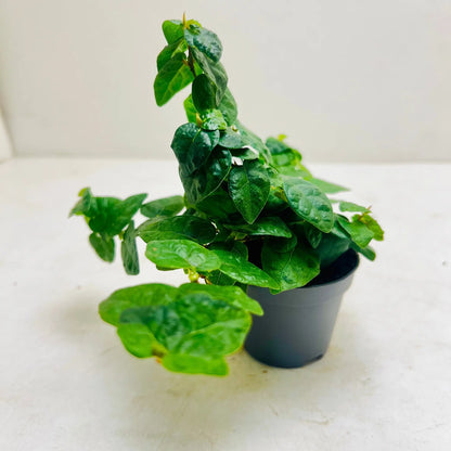 Ficus Pumila | Creeping Fig Exotic Indoor Plant
