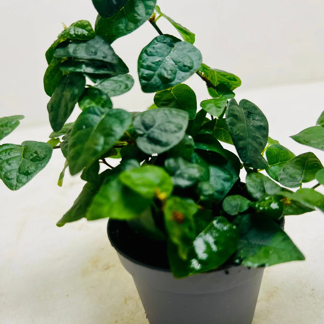 Ficus Pumila | Creeping Fig Exotic Indoor Plant